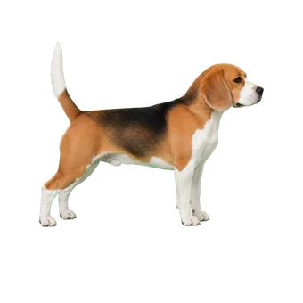 Бигль