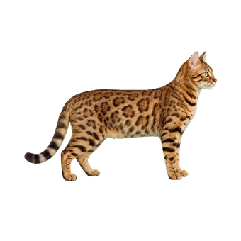 бенгальская кошка