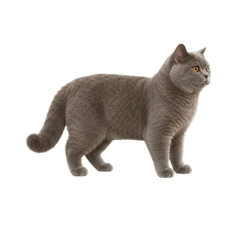 британская короткошерстная кошка