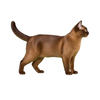 бурманская кошка (бурма)