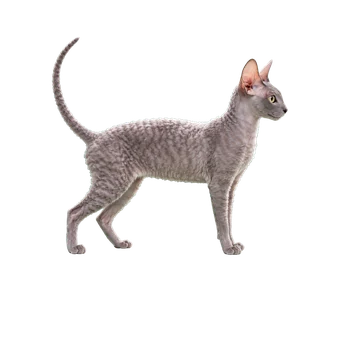 корниш-рекс