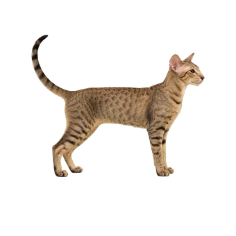 ориентальная короткошерстная кошка