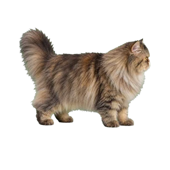 персидская кошка
