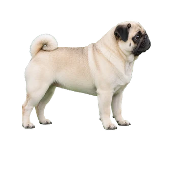 мопс