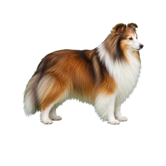 шелти
