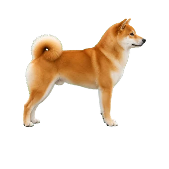 сиба-ину